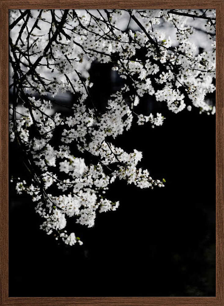 White Spring Blossoms