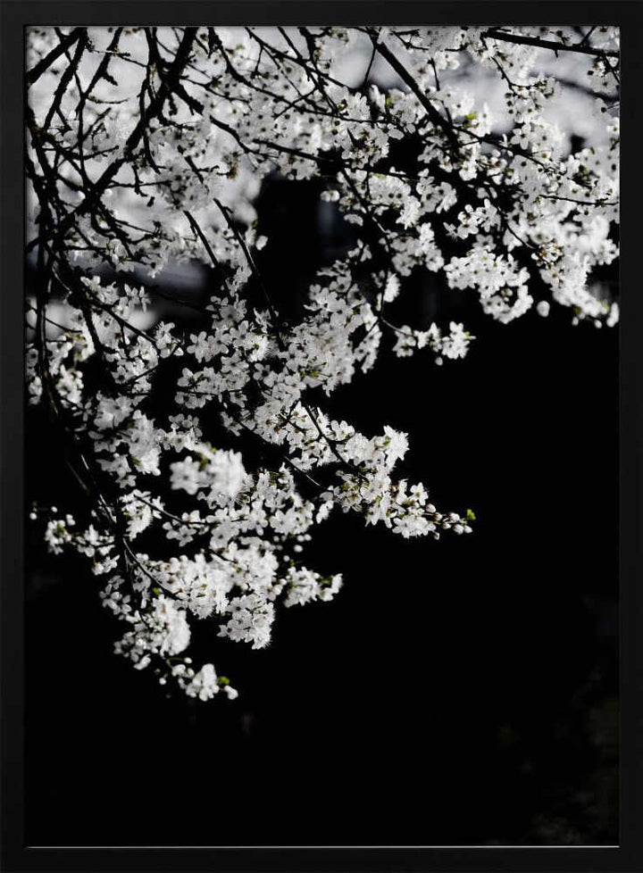 White Spring Blossoms