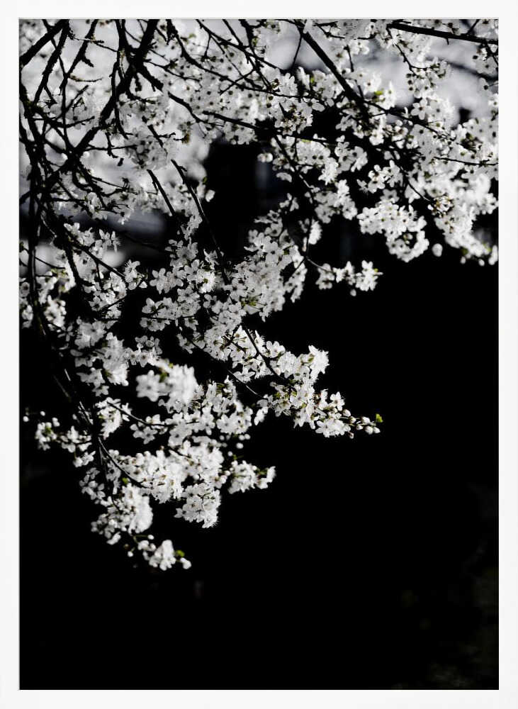White Spring Blossoms
