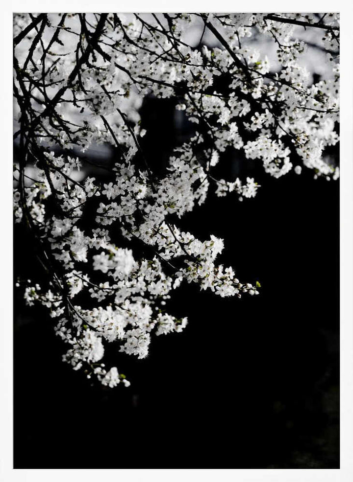 White Spring Blossoms