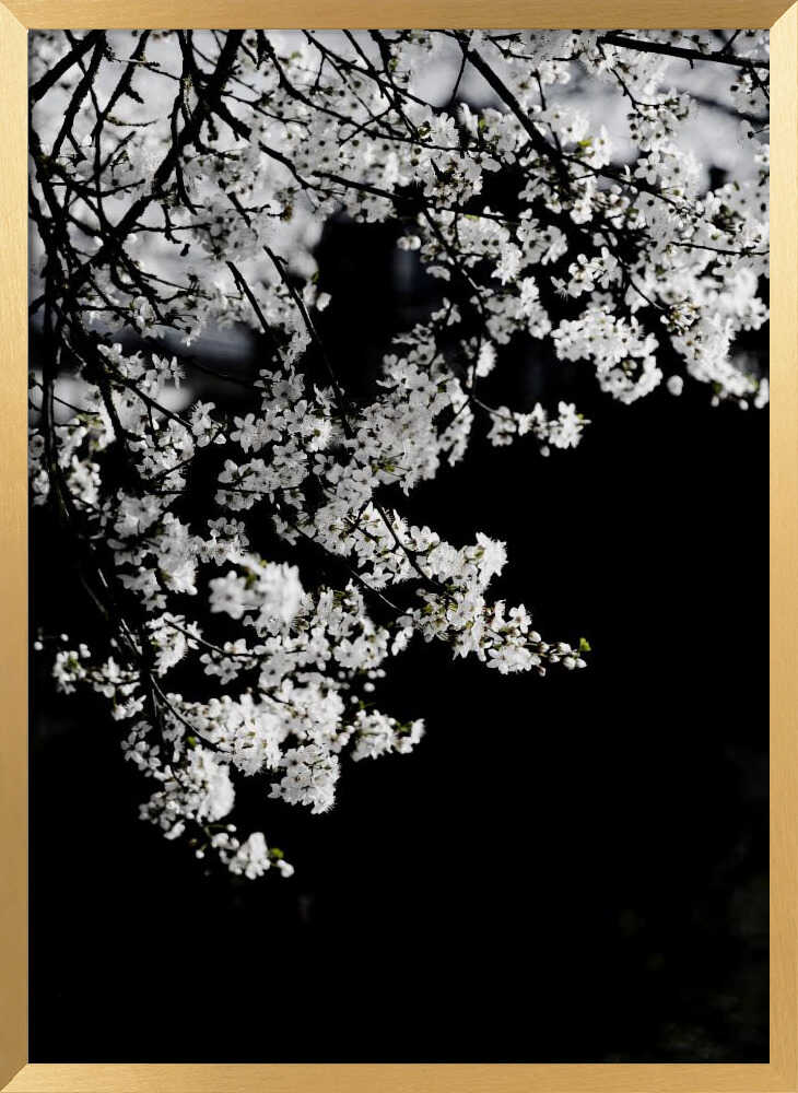 White Spring Blossoms