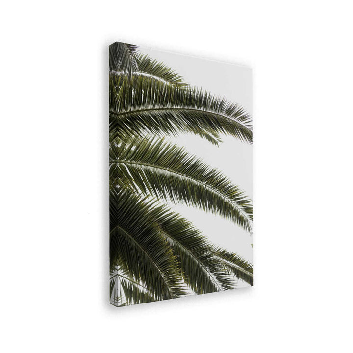 Tropical Green Palms