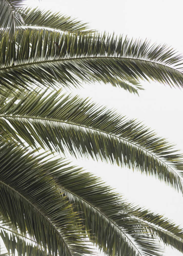Tropical Green Palms