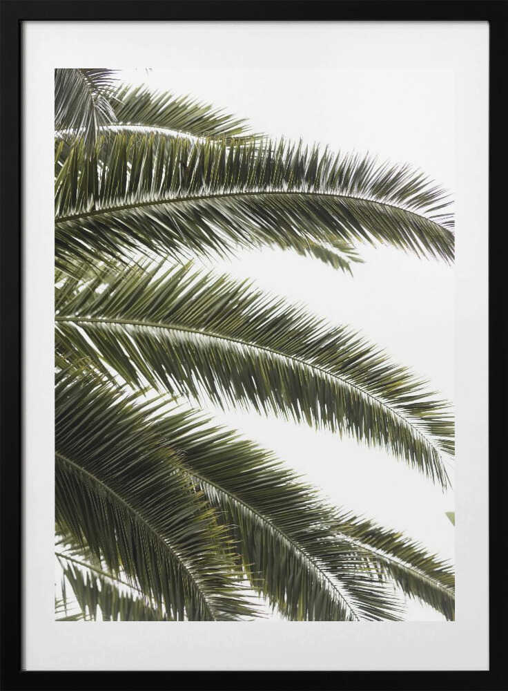 Tropical Green Palms