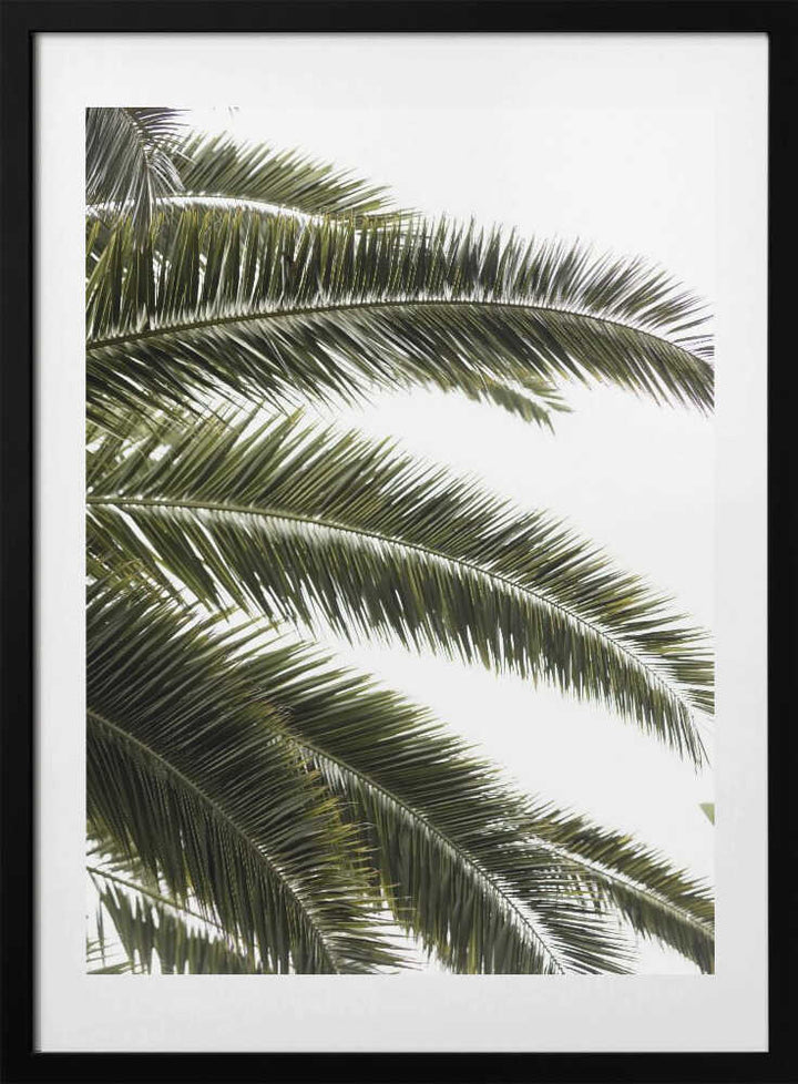 Tropical Green Palms