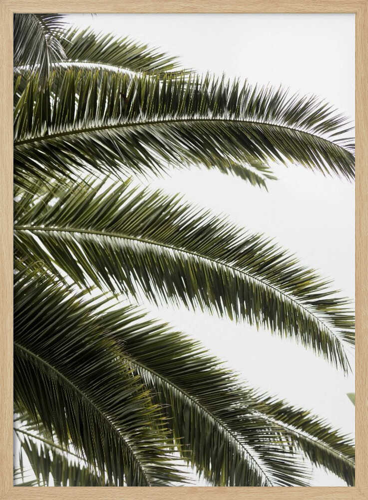 Tropical Green Palms