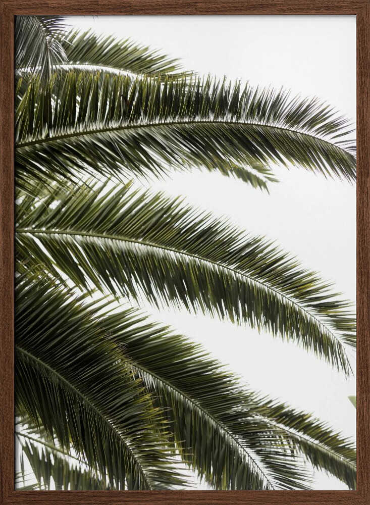 Tropical Green Palms