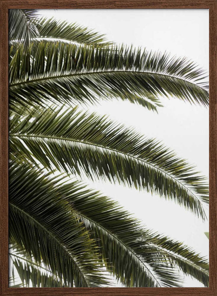 Tropical Green Palms