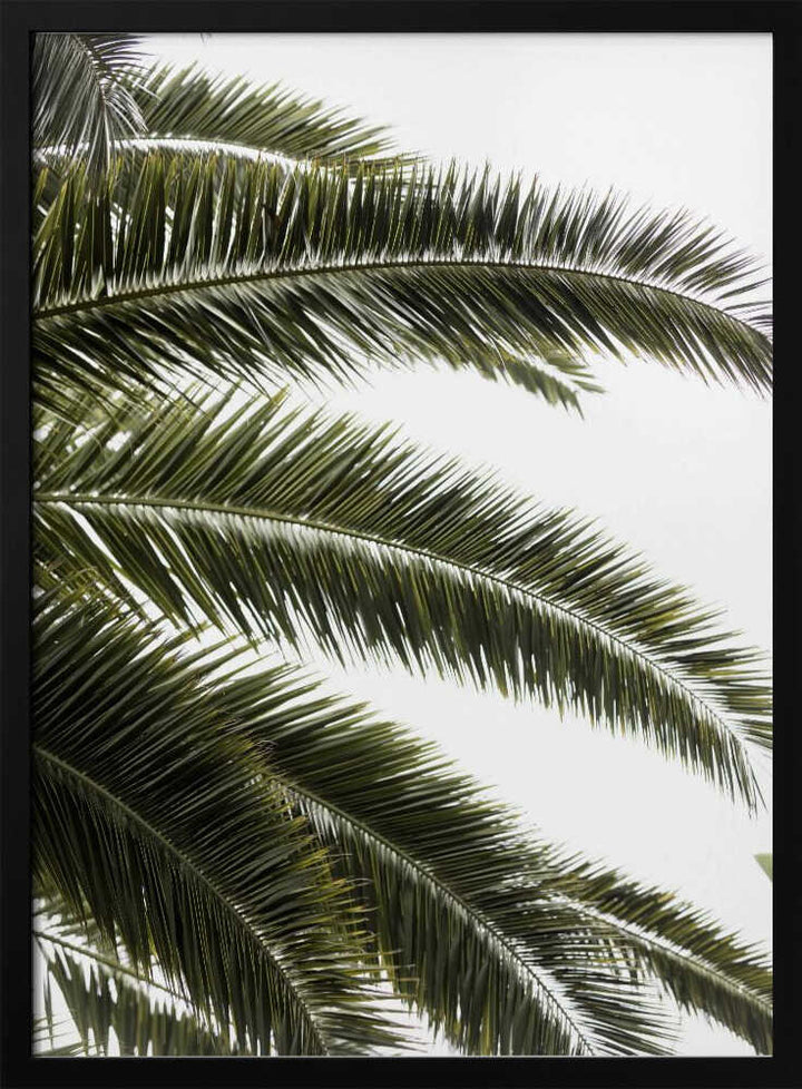 Tropical Green Palms