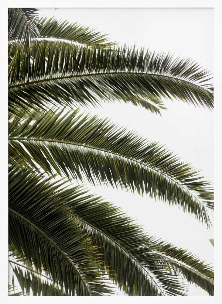 Tropical Green Palms