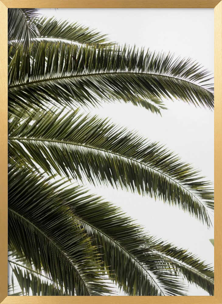 Tropical Green Palms