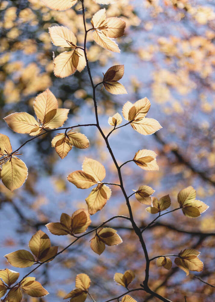 Golden Autumn Leaves