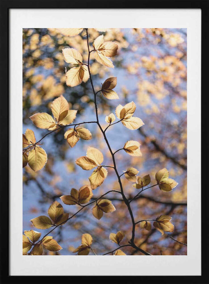 Golden Autumn Leaves