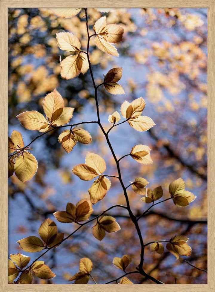 Golden Autumn Leaves