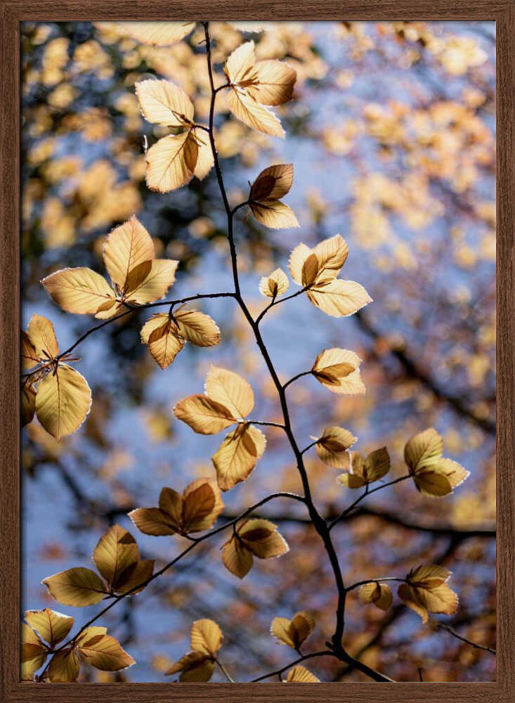 Golden Autumn Leaves