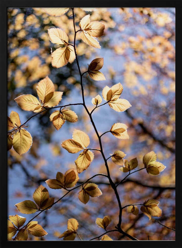 Golden Autumn Leaves