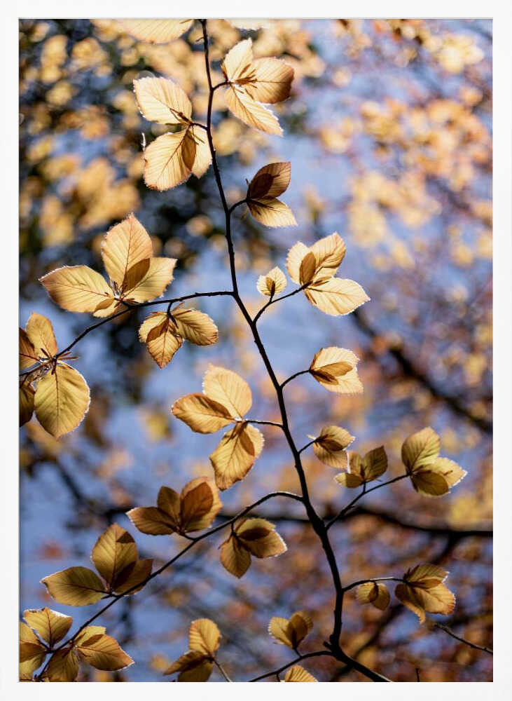 Golden Autumn Leaves