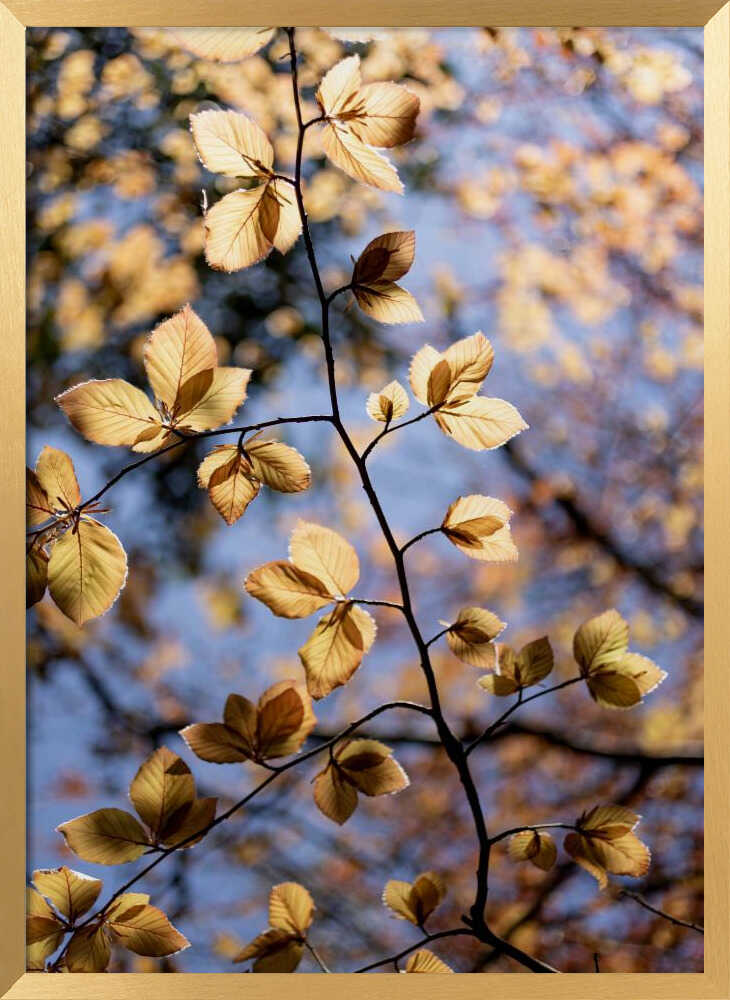 Golden Autumn Leaves