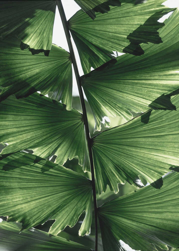 Tropical Green Palm Glow
