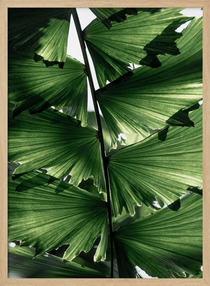 Tropical Green Palm Glow
