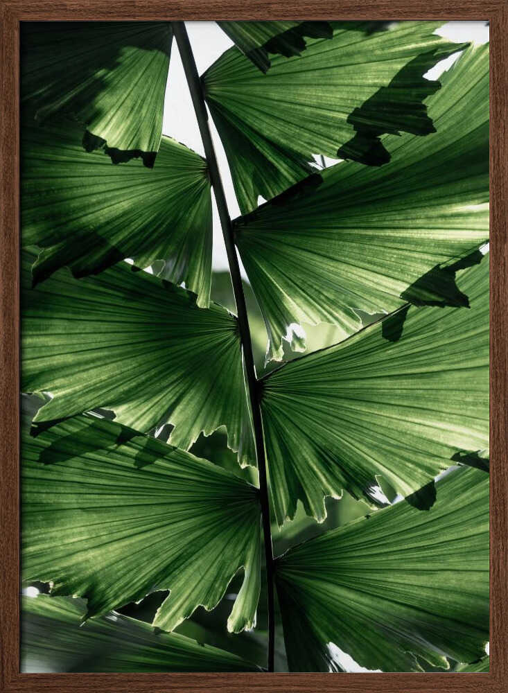 Tropical Green Palm Glow