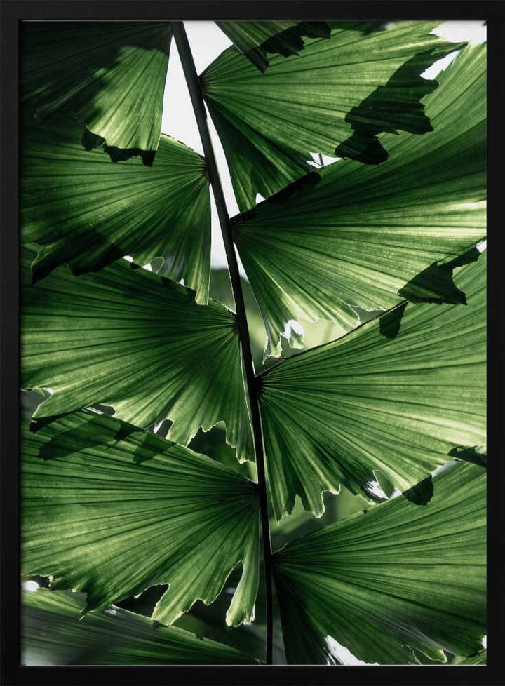 Tropical Green Palm Glow
