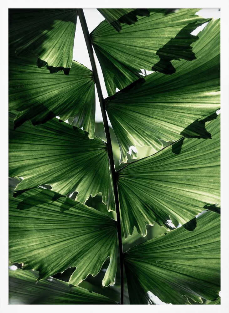 Tropical Green Palm Glow