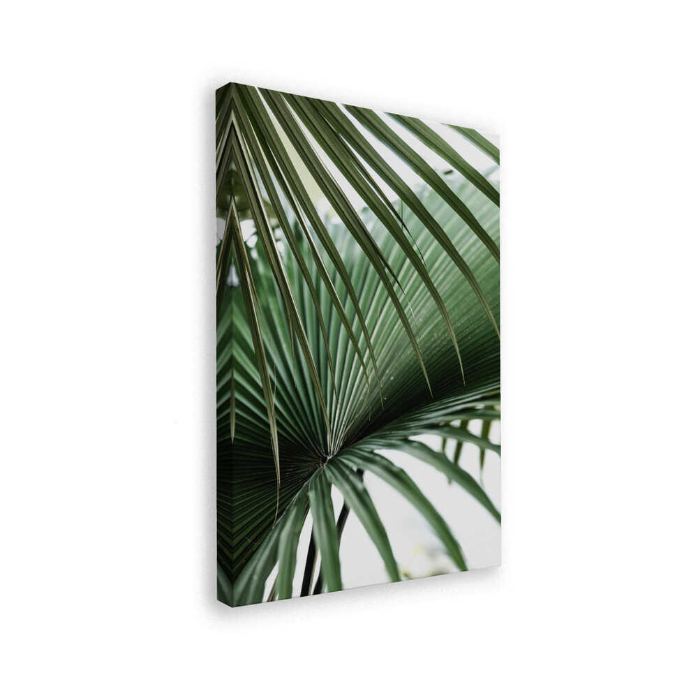 Lush Green Palm Fan