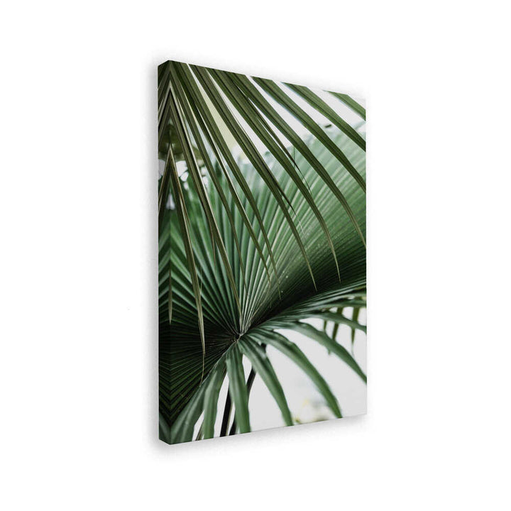Lush Green Palm Fan
