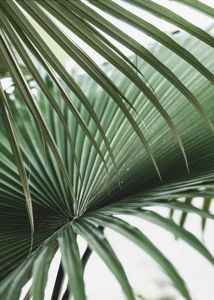 Lush Green Palm Fan