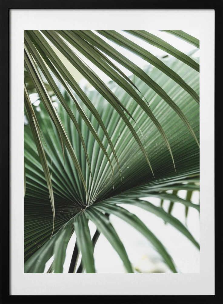Lush Green Palm Fan