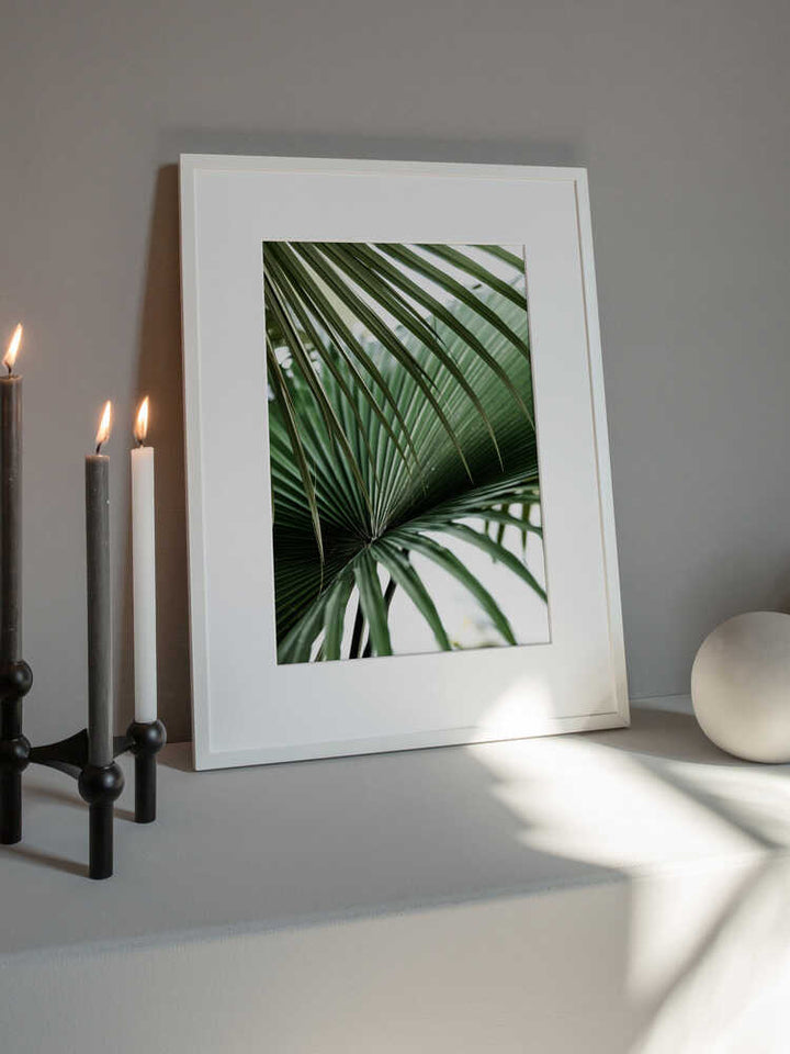 Lush Green Palm Fan