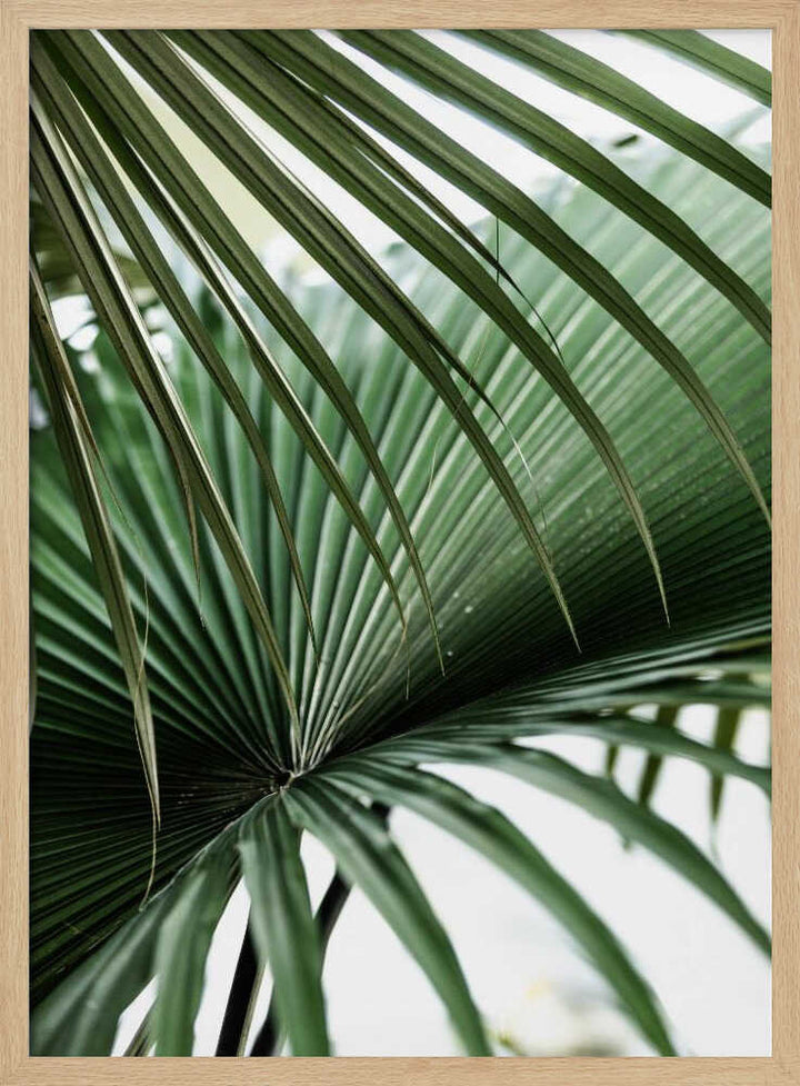 Lush Green Palm Fan