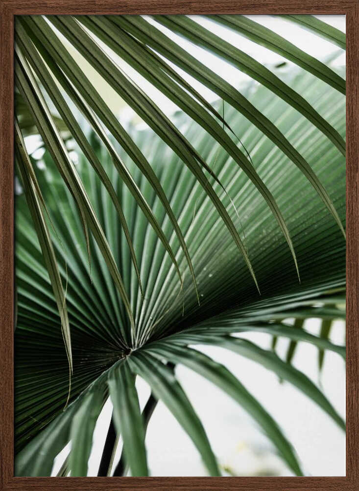 Lush Green Palm Fan