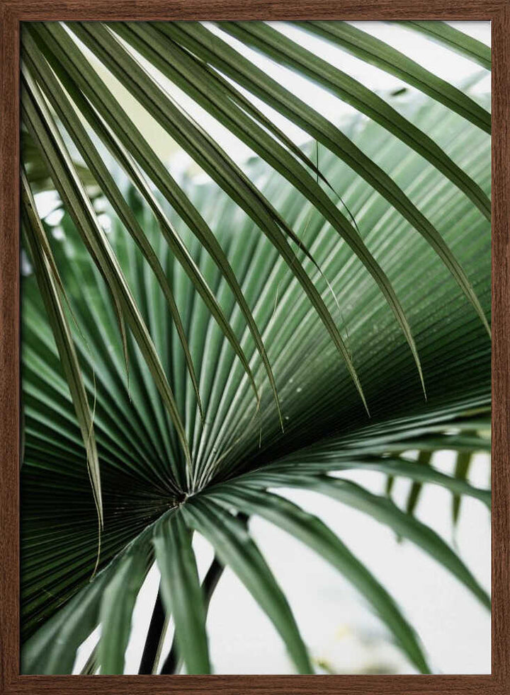 Lush Green Palm Fan