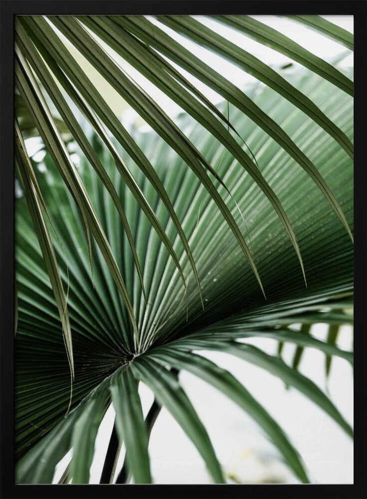 Lush Green Palm Fan