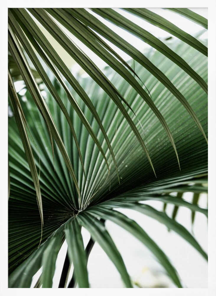 Lush Green Palm Fan