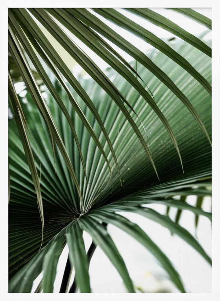Lush Green Palm Fan