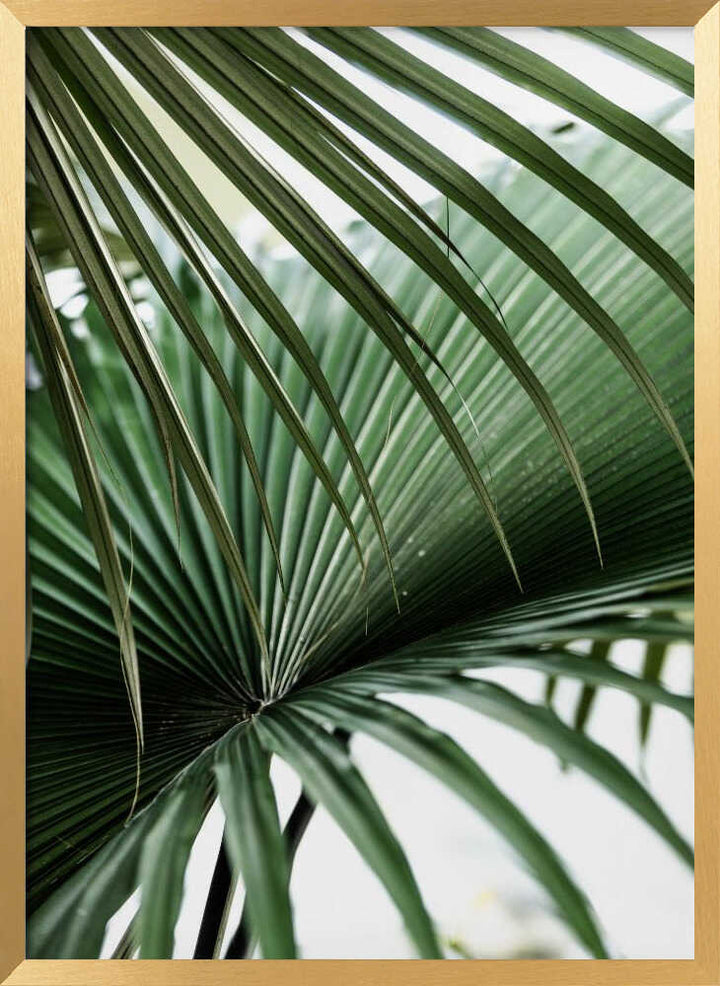 Lush Green Palm Fan