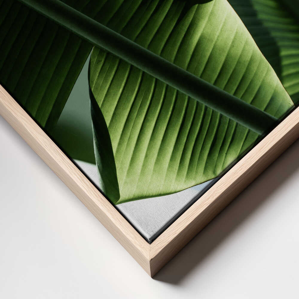 Sunlit Tropical Leaves