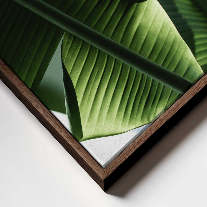 Sunlit Tropical Leaves