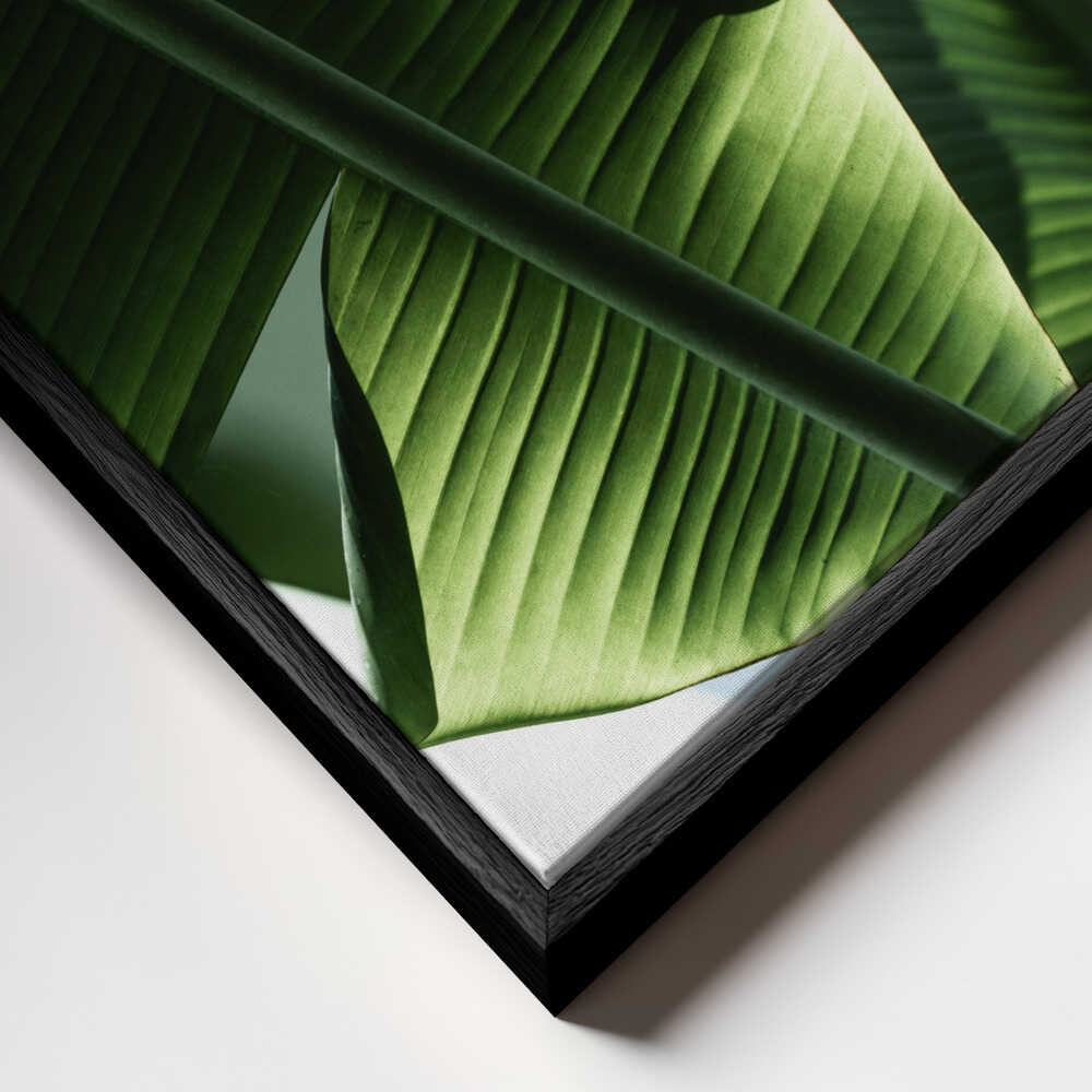 Sunlit Tropical Leaves