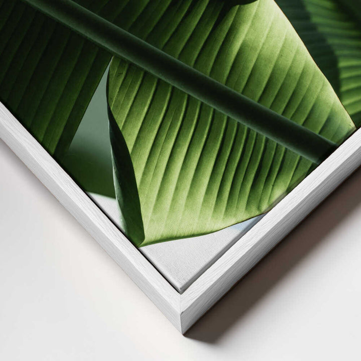 Sunlit Tropical Leaves