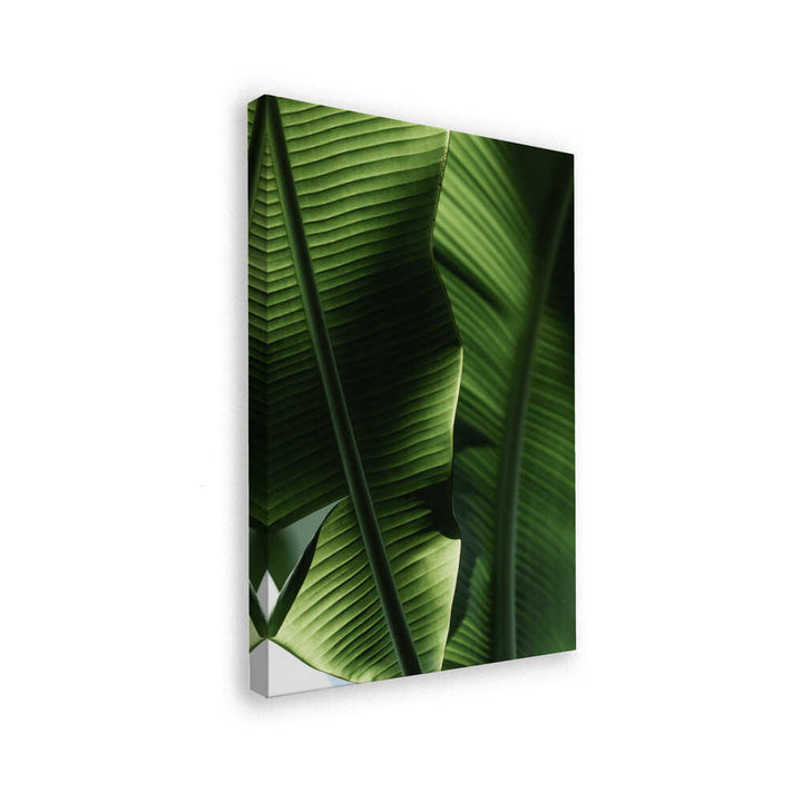 Sunlit Tropical Leaves