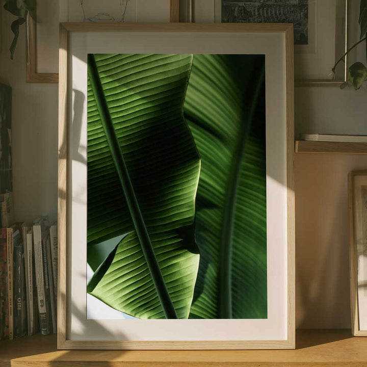 Sunlit Tropical Leaves