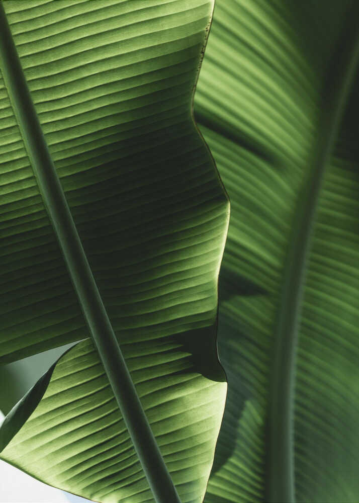 Sunlit Tropical Leaves