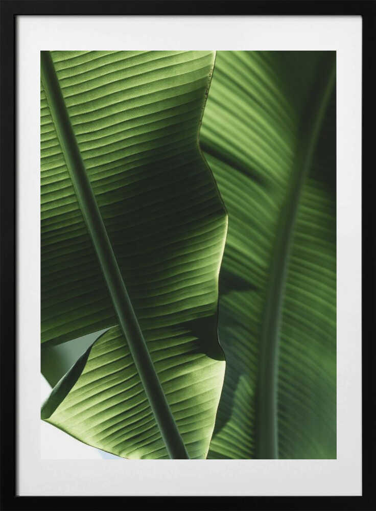 Sunlit Tropical Leaves