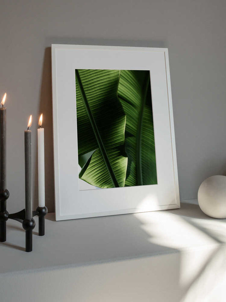 Sunlit Tropical Leaves