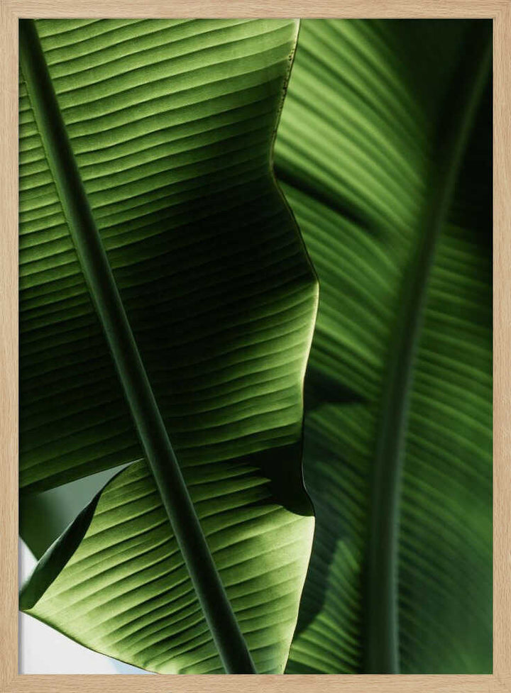 Sunlit Tropical Leaves