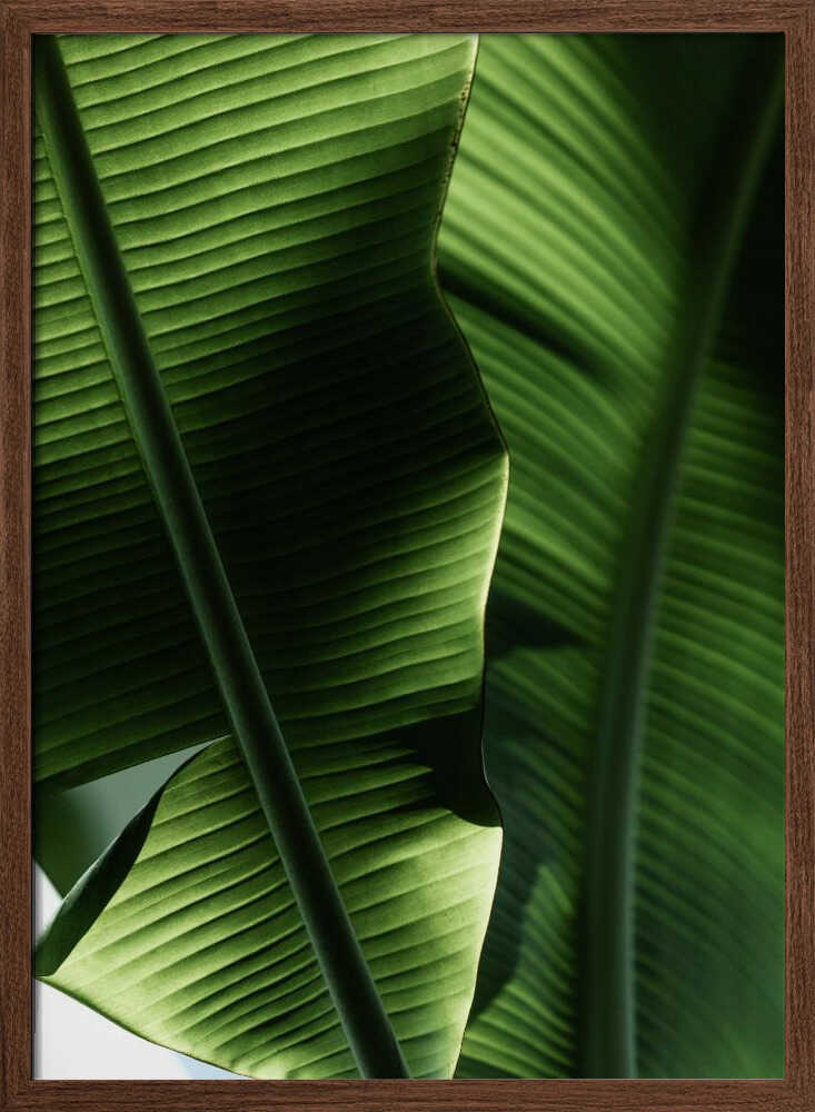 Sunlit Tropical Leaves